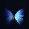 Blue Butterfly Project
